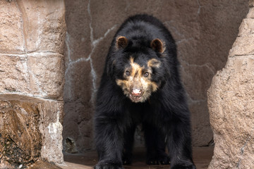 Spectacled bear (Andean bear) at the Osaka Zoo in Japan