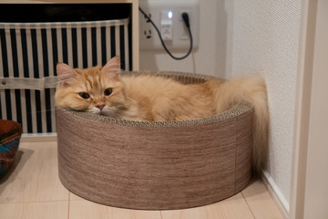 爪とぎの中でくつろぐ猫（マンチカン）