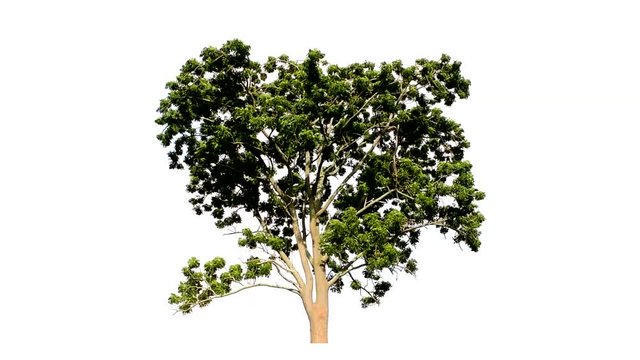 Large trees with edible fruits are completely separated from the white background.