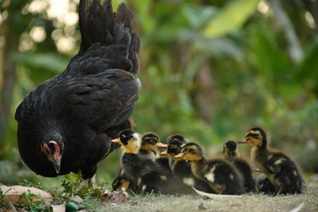 Canada goose and their hen mother