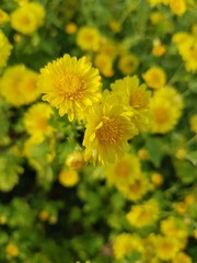 yellow flowers in the garden