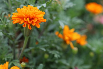 マリーゴールド