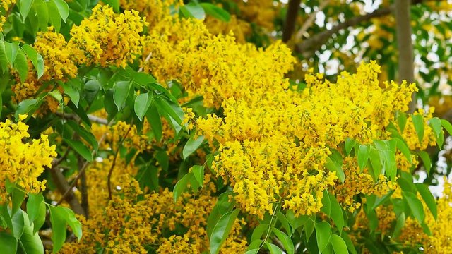 Burmese Padauk tree bouquet yellow flowers full blooming in the gardden on the autumn