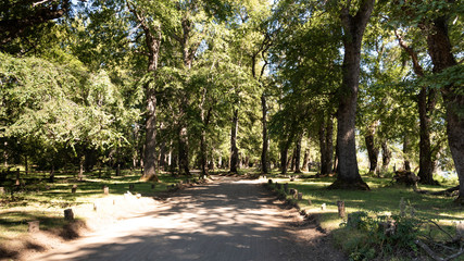 path in the park