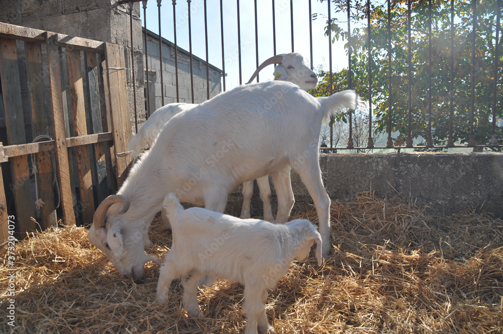 Poster Closeup shot of white goats in a farmland