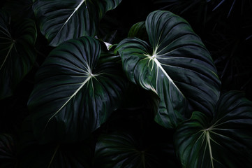Fototapeta premium Philodendron Mcdowell, Tropical Plant with enormous leaves on Dark Background