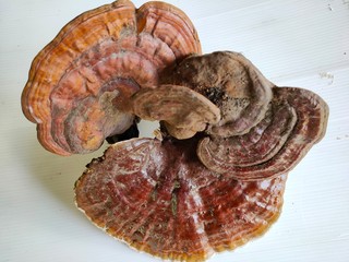 Lingzhi mushroom on white background