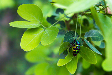  jewel beetle on leaf in green nature