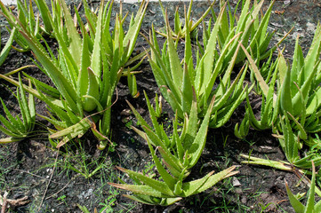 Obraz premium Planting aloe vera in the backyard.