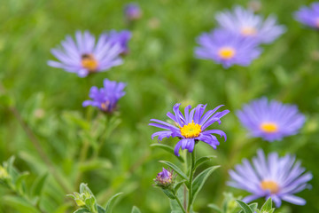 Closeup of Frikart's Aster blooming purple flowers in a garden as a nature background
