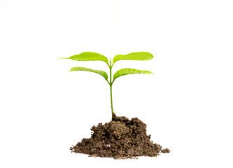 the young sprout growing in soil , isolated on white