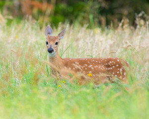 White-tailed Deer  Fawn