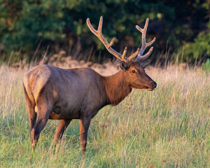 Bull Elk in velvet, Wichita Mountains