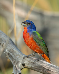 Painted Bunting male