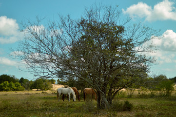 Wild horses in the island