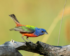 Obraz premium Painted Bunting male
