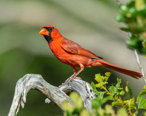 Northern Cardinal