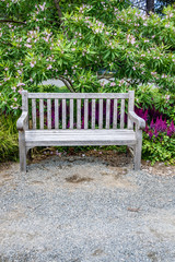 Restful wood bench in a garden in front of a blooming on a Chitalpa Tashkentensis 'Pink Dawn' tree
