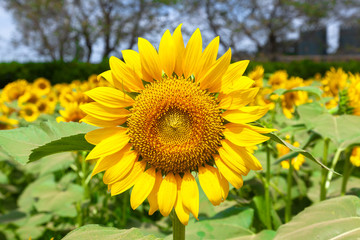 Fototapeta premium 満開の向日葵