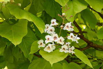 Closeup of white and maroon flowers blooming on a Golden Catalpa tree
