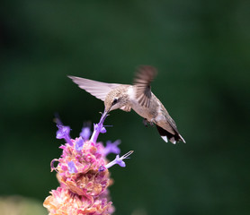 hummingbird and flower
