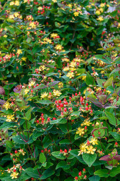 Closeup of yellow flowers and red berries on St. John's Wort in a garden as a nature background

