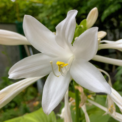 Hosta plantaginea or plantain lilies from the asparagaceae family with blooming flower grows in flower bed or garden. Square format. Selective focus. Close-up.