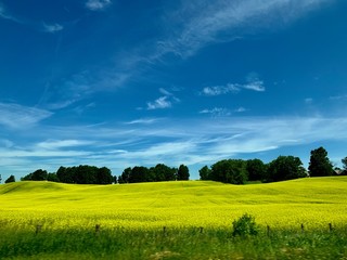 green field with blue sky