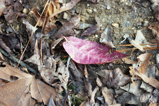 Red Fall Leaf On Brown Forest Floor With Pine Needles And Other Fallen Leaves