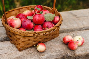 Just picked fruit. Basket with red and orange apples on old rustic wooden table. Harvested crop outdoor