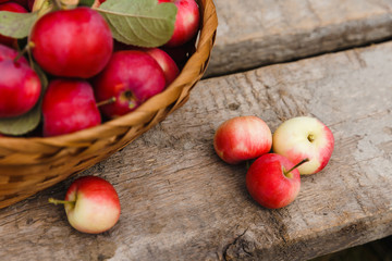 Just picked fruit. Basket with red and orange apples on old rustic wooden table. Harvested crop outdoor