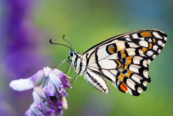 Fototapeta na wymiar Checkered Swallowtails Landing On A Purple Flower. The Papilio demoleus is a common and widespread swallowtail butterfly and is also known as the lime butterfly, lemon butterfly and lime swallowtail.