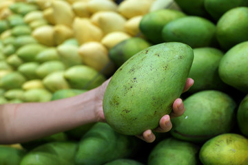 Close up shot of female hand holding a ripe mango at fruits market stall