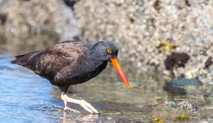 A black oyster catcher " Haematopus bachmani "  searches for food in tidal pools.