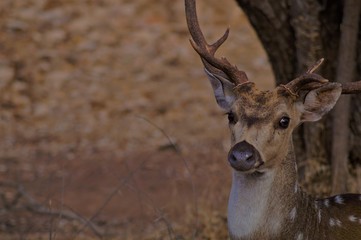 deer in the wild