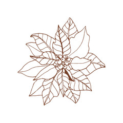 Silhouette christmas star poinsettia. New Year holiday celebration in December.