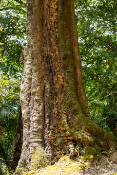 Sacred cedar tree in Moto-Ise shrine in Fukuchiyama city, Kyoto, Japan