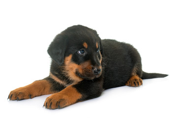 beauceron puppy in studio