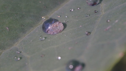 drops of dew on the faded leaf