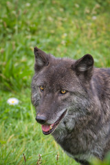 2020-08-21 A PORTRAIT SHOT OF A GRAY WOLF WITH BLACK FUR
