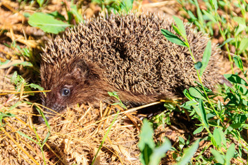 Young European hedgehog (Erinaceus europaeus) in green grass