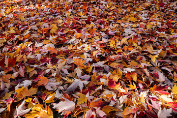 autumn leaves background