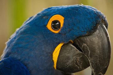  2020-08-21 A CLOSE UP OF A BLUE MCCAW WITH A LARGE BLACK EYE TRIMMED IN YELLOW
