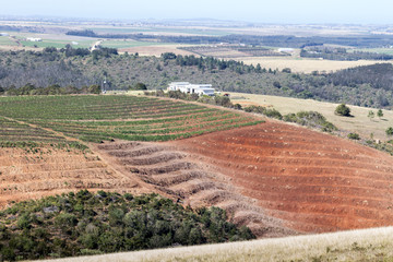 Macadamia nut farm showing newly established terraces