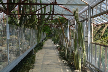 greenhouse cactus