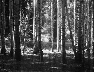 Birch grove on sunny day landscape background