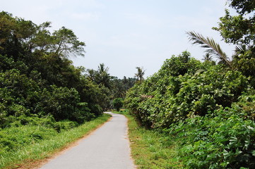 Fototapeta na wymiar マレーシアの熱帯雨林の整備された散歩道