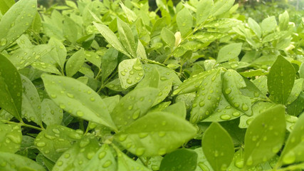 Green leaf background in garden