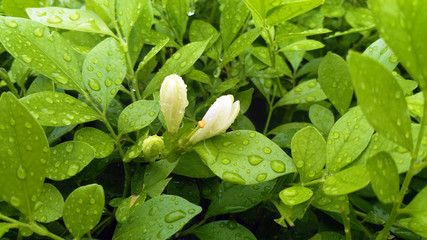 green leave background