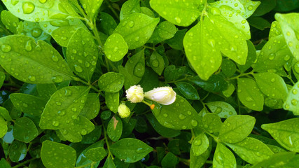 green leave background